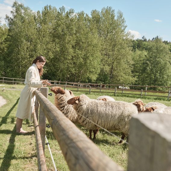 Eine Person in einem leichten Mantel füttert an einem sonnigen Tag Schafe an einem Holzzaun auf einer grasbewachsenen, von Bäumen gesäumten Weide.