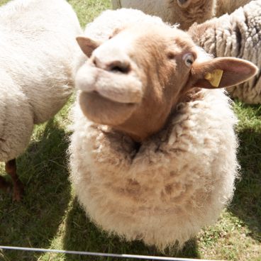 Eine Nahaufnahme eines Schafs mit braunem Gesicht und dicker Wolle, das auf Gras steht, im Hintergrund sind andere Schafe.