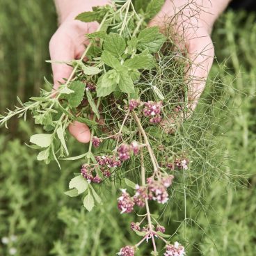 Hände halten einen Strauß frischer Kräuter, darunter Minze und blühender Oregano, vor einem grünen Gartenhintergrund.