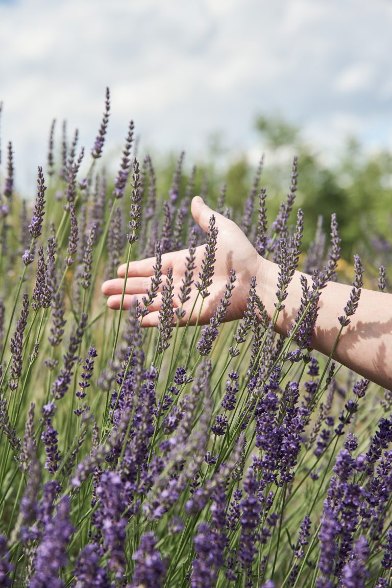 Eine Hand streckt sich sanft über blühende Lavendelblüten auf einer sonnigen Wiese im Freien.
