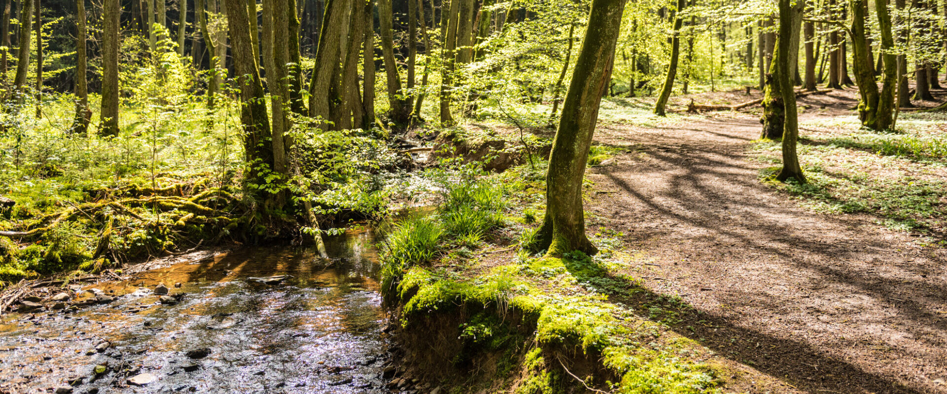 Ein sonnenbeschienener Wald mit einem Bach, der neben einem Feldweg fließt, umgeben von grünen Bäumen und moosigem Boden.