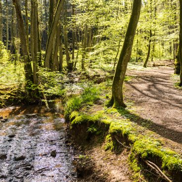 Ein sonnenbeschienener Wald mit einem Bach, der neben einem Feldweg fließt, umgeben von grünen Bäumen und moosigem Boden.