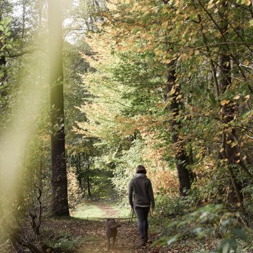 Herbst-Urlaub: mit dem Hund auf einem Laubpfad in einem sonnenbeschienenen Wald spazieren gehen ...