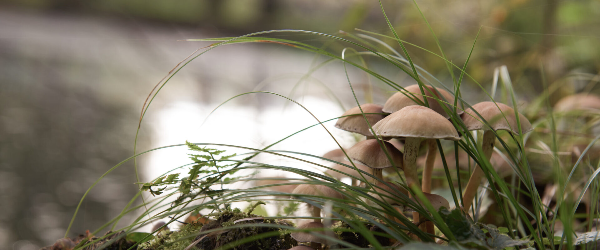 Eine Ansammlung von Pilzen wächst auf einem moosigen Baumstamm in der Nähe eines verschwommenen Teichs, umgeben von Gras und Grün.