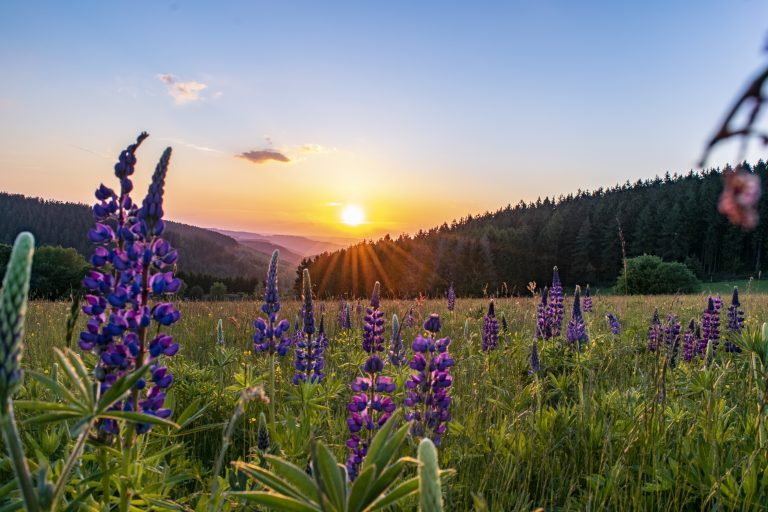 Lila Wildblumen auf einer Wiese bei Sonnenaufgang, mit Hügeln und einem Wald im Hintergrund unter einem klaren Himmel.