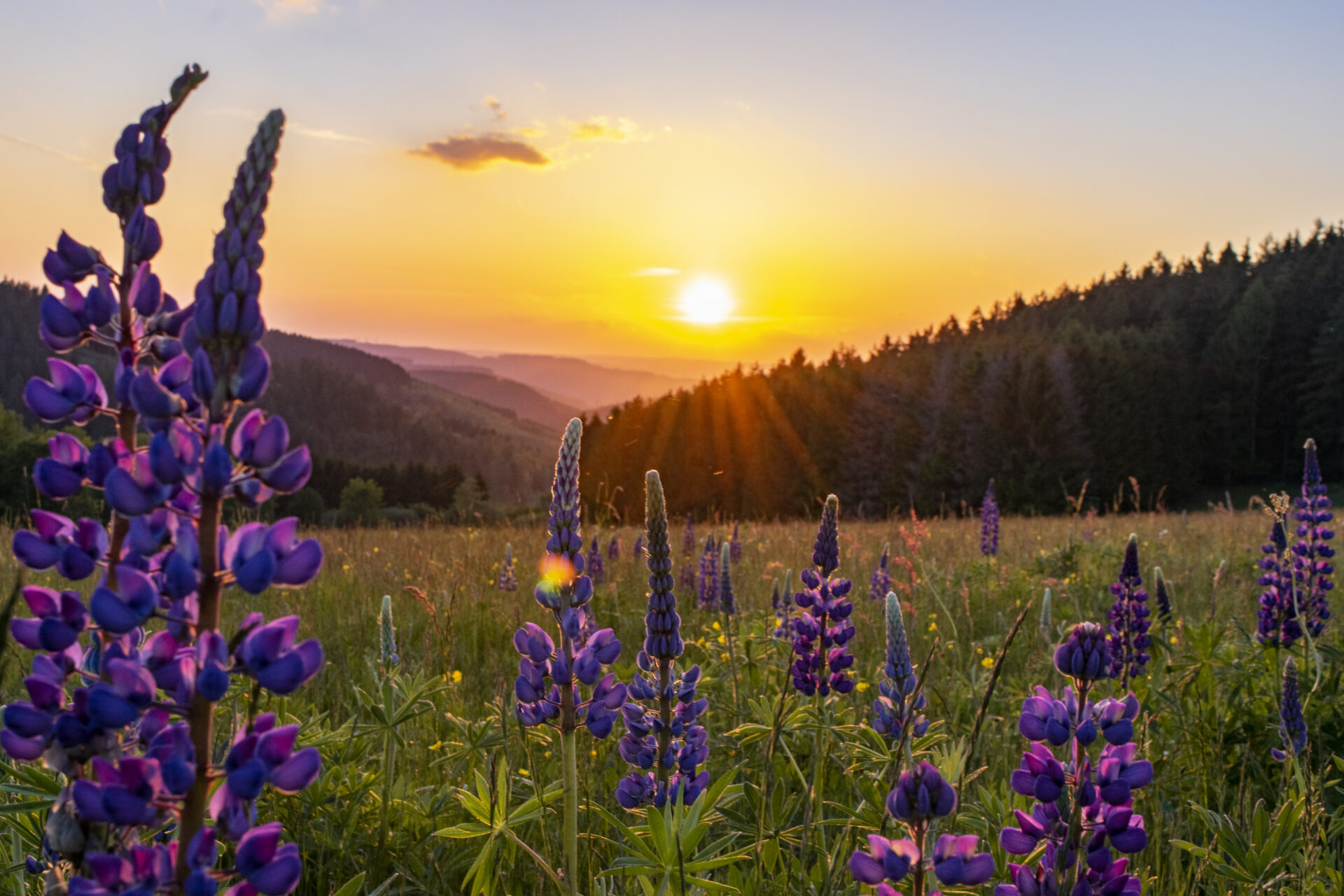 Lila Lupinenblüten auf einer Wiese mit einem Wald und Hügeln im Hintergrund bei Sonnenuntergang unter einem farbenfrohen Himmel.