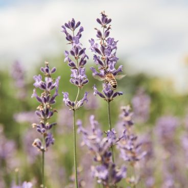 Eine Biene sammelt Nektar von blühenden Lavendelblüten auf einem sonnigen Feld im Freien.