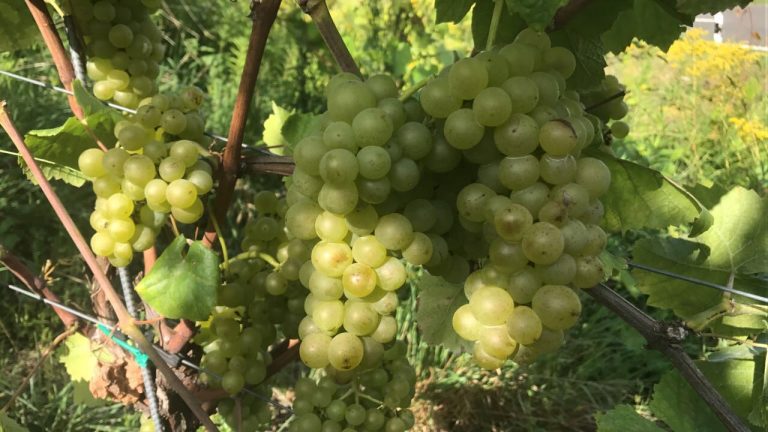 An Weinreben mit breiten Blättern hängen Trauben grüner Trauben, die im Freien im natürlichen Sonnenlicht wachsen.