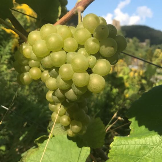 Eine Traube grüner Weintrauben hängt an einer Rebe, umgeben von grünen Blättern unter einem sonnigen blauen Himmel.
