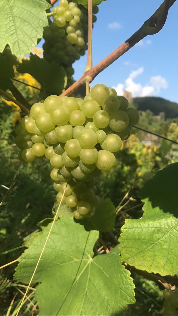 Eine Traube grüner Weintrauben hängt an einer Rebe, umgeben von grünen Blättern unter einem sonnigen blauen Himmel.