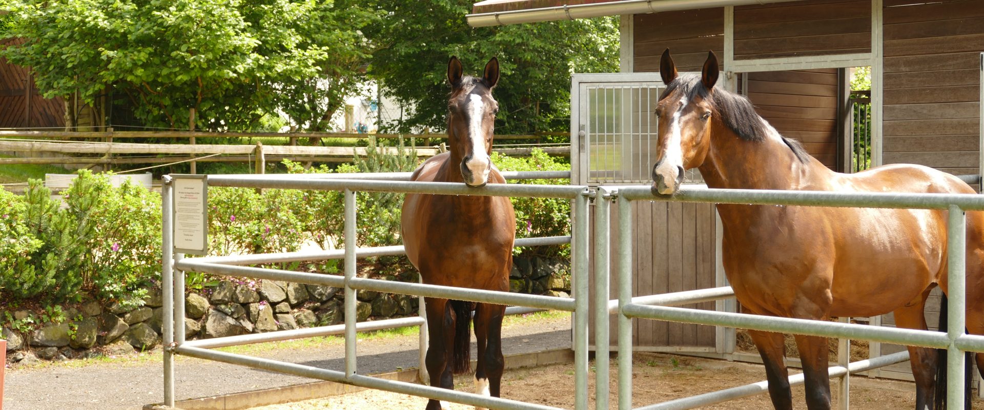 Zwei braune Pferde stehen in nebeneinanderliegenden Außenboxen neben einem Holzstall mit grünen Bäumen im Hintergrund.