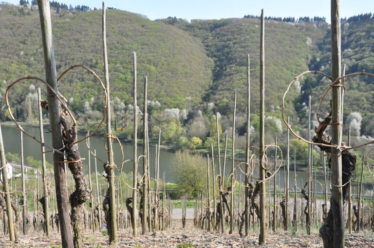 Reihen von Weinreben mit Holzpfählen auf einem Weinberg am Hang mit Blick auf einen Fluss und bewaldeten Hügeln im Hintergrund.