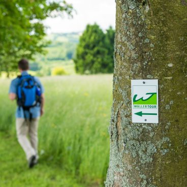 Ein Baum mit einem Wandertour-Wegweiser im Fokus; zwei Wanderer gehen im unscharfen Hintergrund einen grasbewachsenen Pfad entlang.