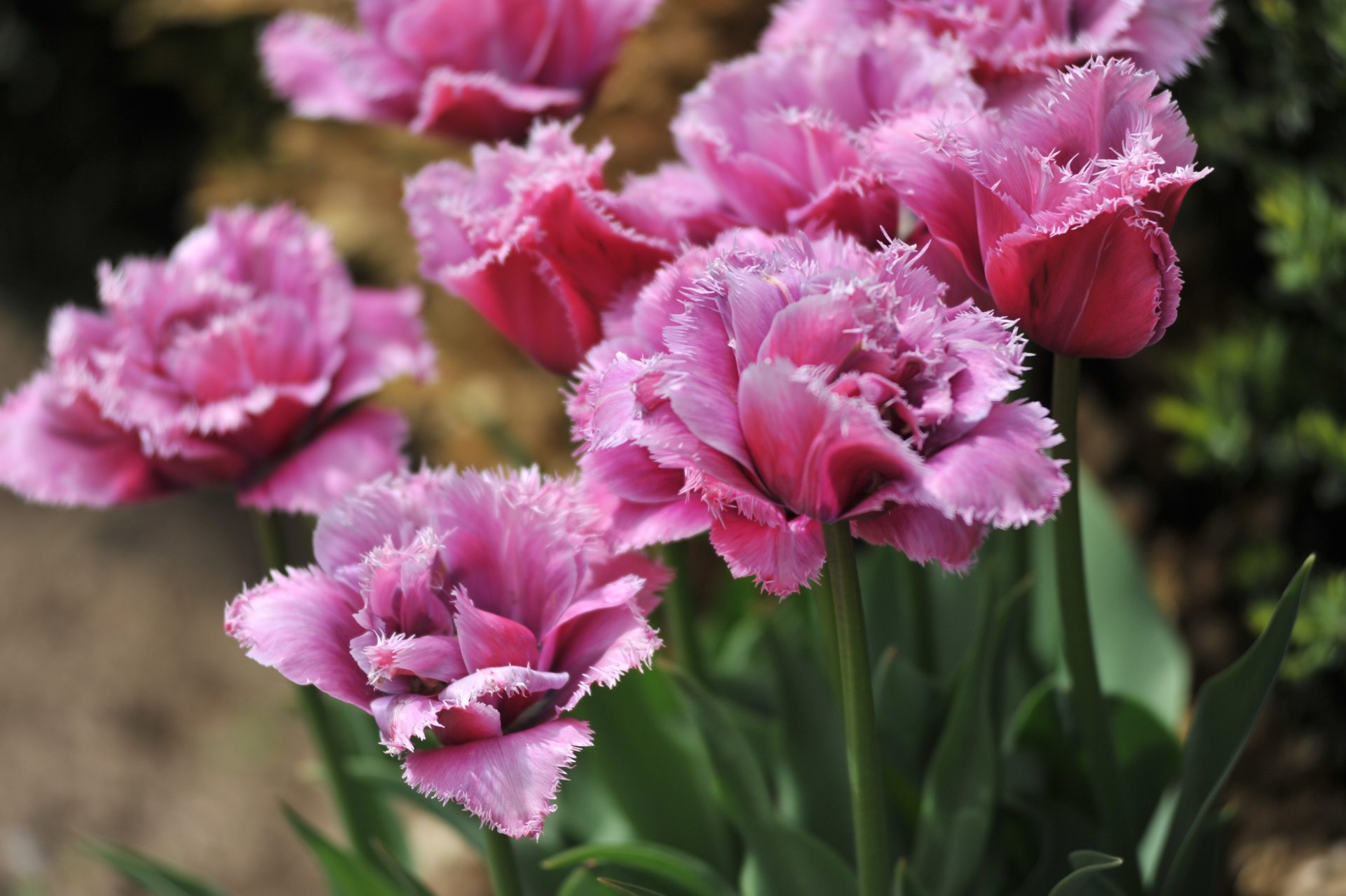Blühende, rosa gefranste Tulpen mit gekräuselten Blütenblättern und grünen Blättern, die im Freien in einem Garten wachsen.