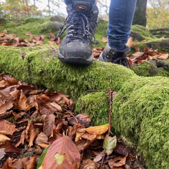 Wandern: Nahaufnahme einer Person in Wanderschuhen, die auf einen moosbewachsenen Baumstamm tritt, der von herabgefallenen Herbstblättern in einem Wald umgeben ist.