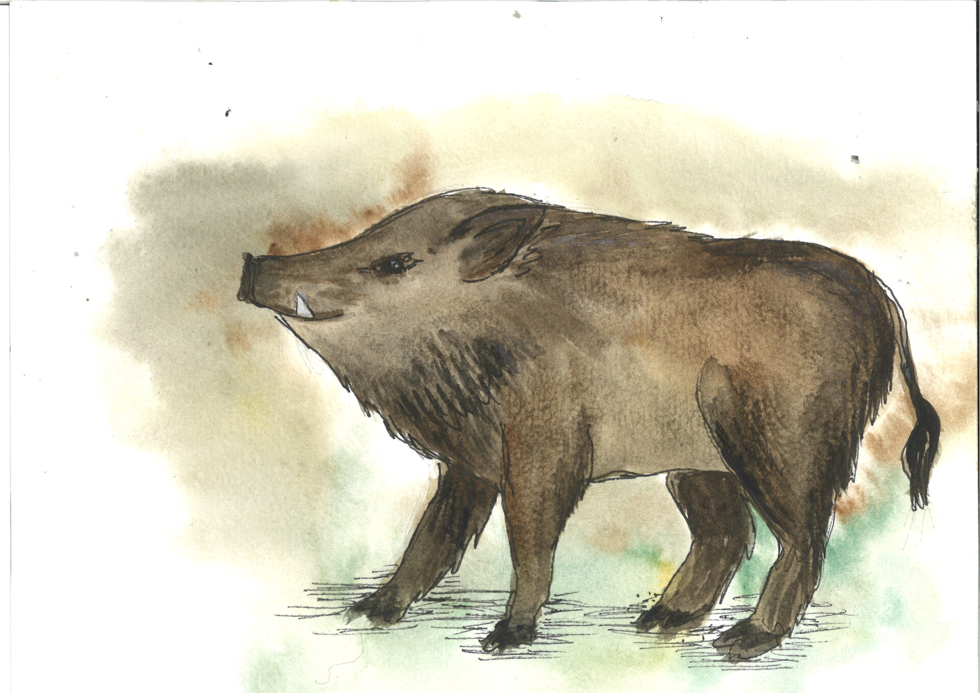 Aquarellillustration eines braunen Wildschweins mit Hauern, das im Gras vor einem hellen, gedämpften Hintergrund steht.
